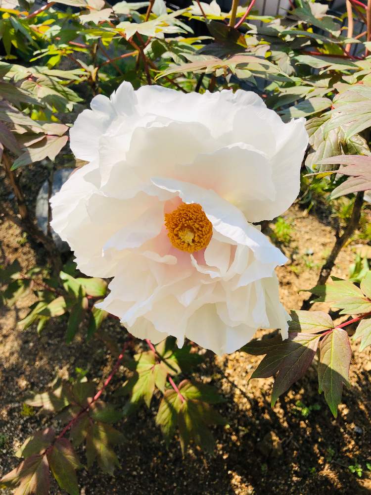 ぼたん 連鶴 れんかく の投稿画像 By はなさん 牡丹とちいさな幸せ とおうち園芸と おうち園芸 フォトコンテストと綺麗と花のある暮らしと白い花 と牡丹の花 月4月29日 Greensnap グリーンスナップ