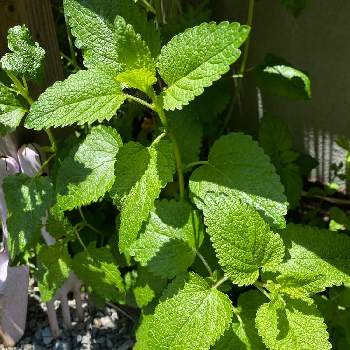メリッサの投稿画像一覧 Greensnap グリーンスナップ