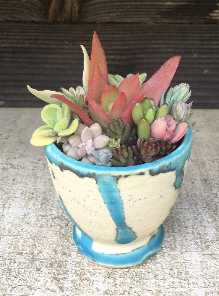 増えやすい多肉植物の投稿画像 By A Tさん 陶器鉢とおうち園芸と自作鉢と植木鉢 月4月29日 Greensnap グリーンスナップ