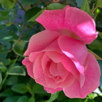 スパニッシュビューティの画像 by taesaiさん | 小さな庭とスパニッシュビューティとばら バラ 薔薇と花木とおうち園芸と花のある暮らしとチーム福岡と薔薇 スパニッシュビューティー
