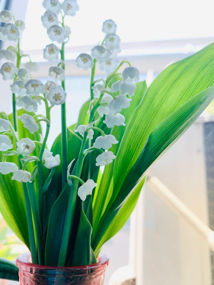 鈴蘭 すずらん の投稿画像 By みやさん 部屋と切花と春のガーデニングともらいものと花のある暮らしと鈴蘭 と窓辺の癒しと切花 と春のガーデニングともらいものと花のある暮らしと鈴蘭 と窓辺の癒し 月4月29日 Greensnap グリーンスナップ