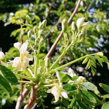 モリンガを育ててますの投稿画像一覧 Greensnap グリーンスナップ モリンガを育ててますの投稿画像一覧 Greensnap グリーンスナップ