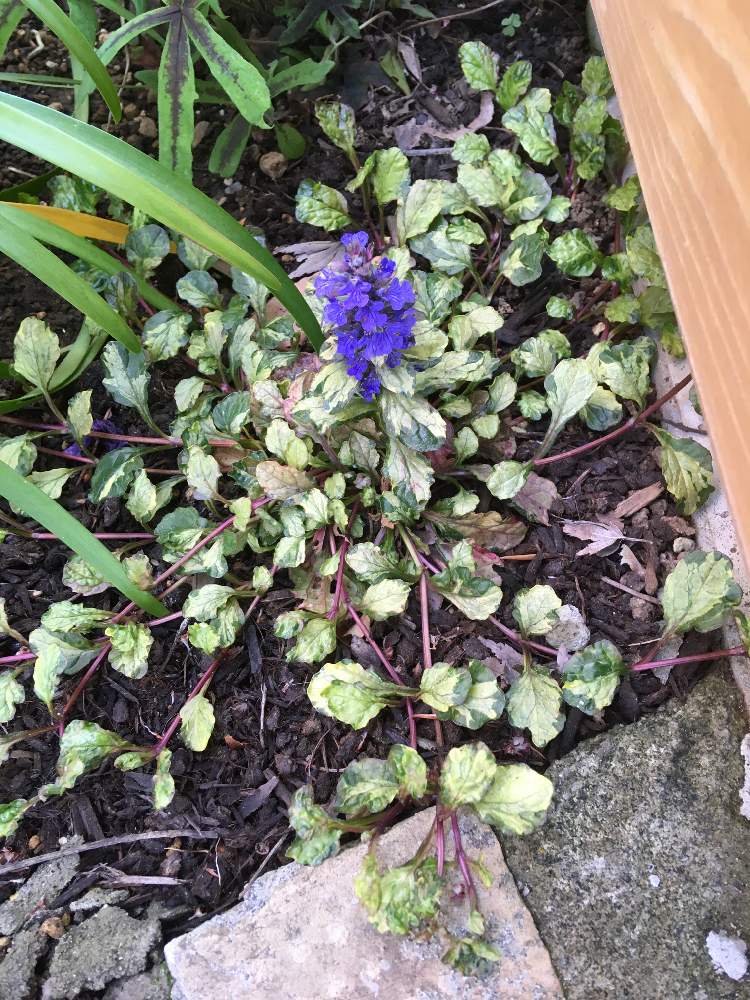 アジュガ ラテアートの投稿画像 By ケーすけさん 月4月29日 Greensnap グリーンスナップ