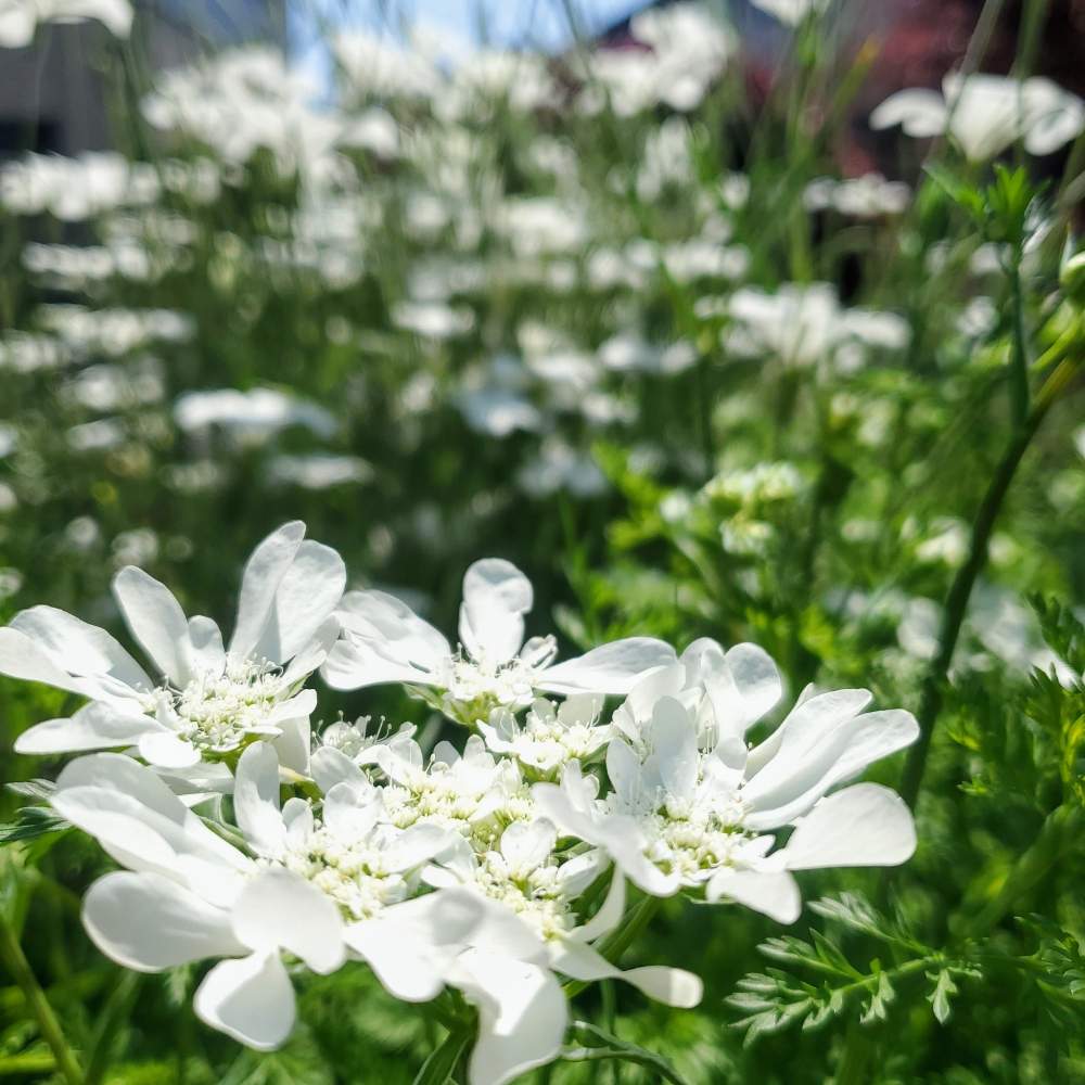 オルラヤの投稿画像 By ライムさん オルラヤ ホワイトレースとオルレアと白い花と花のある暮らしと種まきから育てるとおうち園芸 月4月29日 Greensnap グリーンスナップ