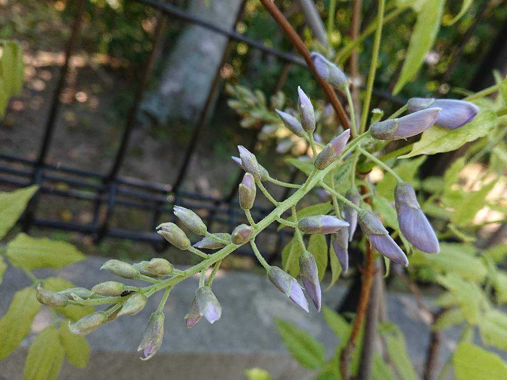 藤の成長記録 Greensnap グリーンスナップ