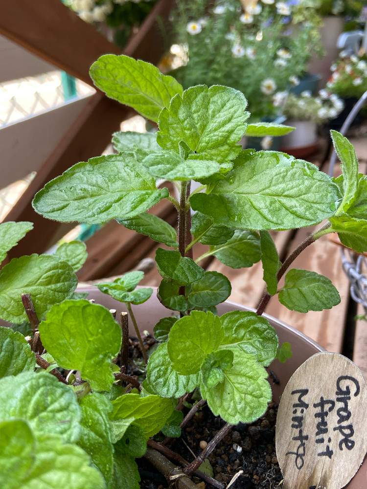 グレープフルーツミントの投稿画像 By まぁさん ハーブと ミント 月4月29日 Greensnap グリーンスナップ