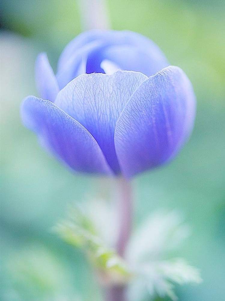 青い花の投稿画像 By ふらわぁ さん 花のある暮らしと可愛い花と綺麗な花 月4月29日 Greensnap グリーンスナップ