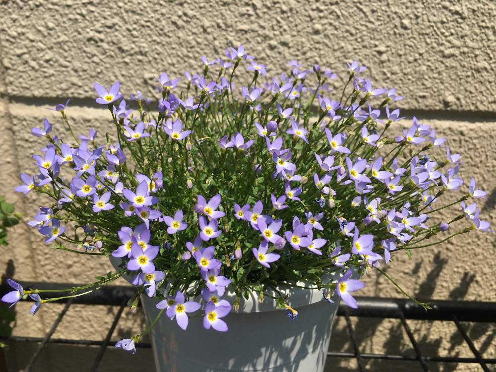 ヒナソウの投稿画像 By しぶちゃんさん ネコ好きと花のある暮らし 月4月29日 Greensnap グリーンスナップ