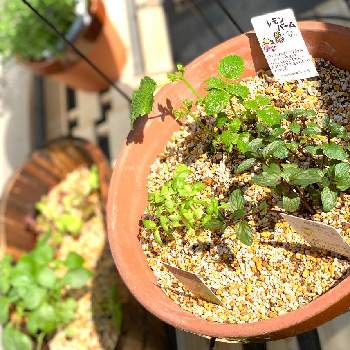 ベランダハーブ園の投稿画像一覧 Greensnap グリーンスナップ