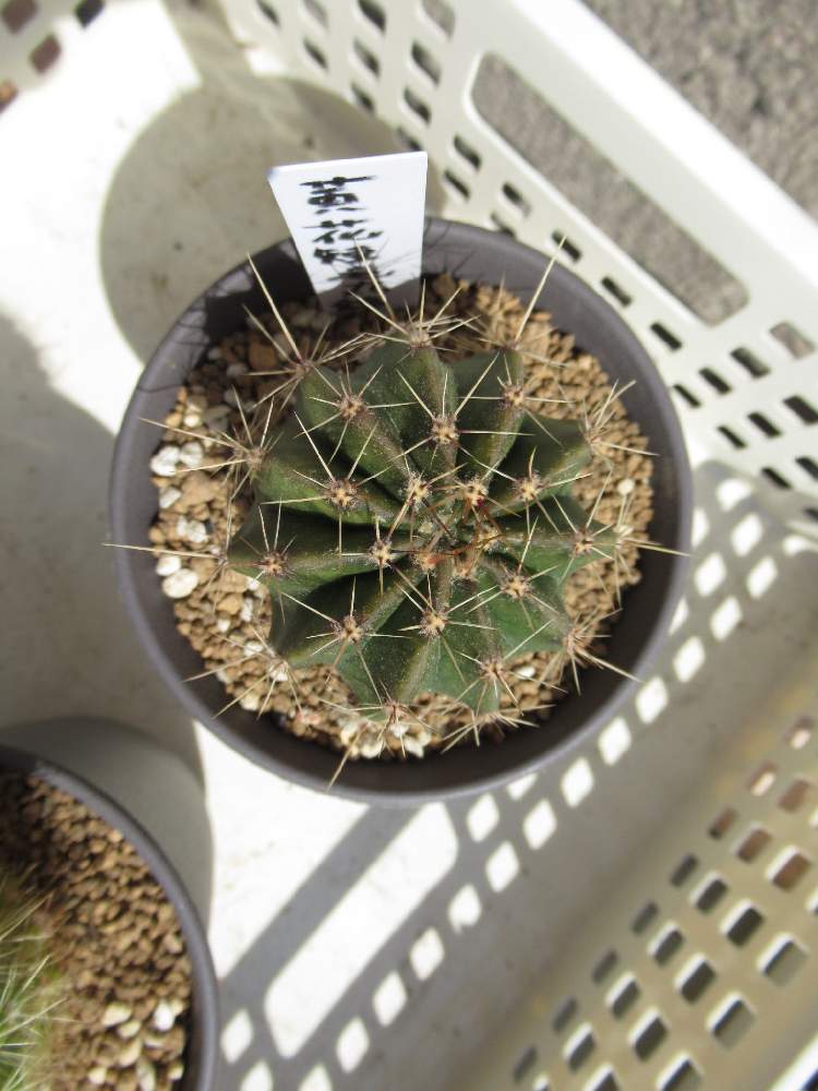 黄花短毛丸錦の投稿画像 By てらゆうさん 可愛いサボテンとサボテン とトゲトゲくんとサボテン初心者と黄花短毛丸錦 とサボテンのある暮らしとサボテンの水やり 月4月29日 Greensnap グリーンスナップ