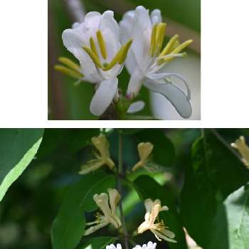 瓢箪木の投稿画像一覧 Greensnap グリーンスナップ