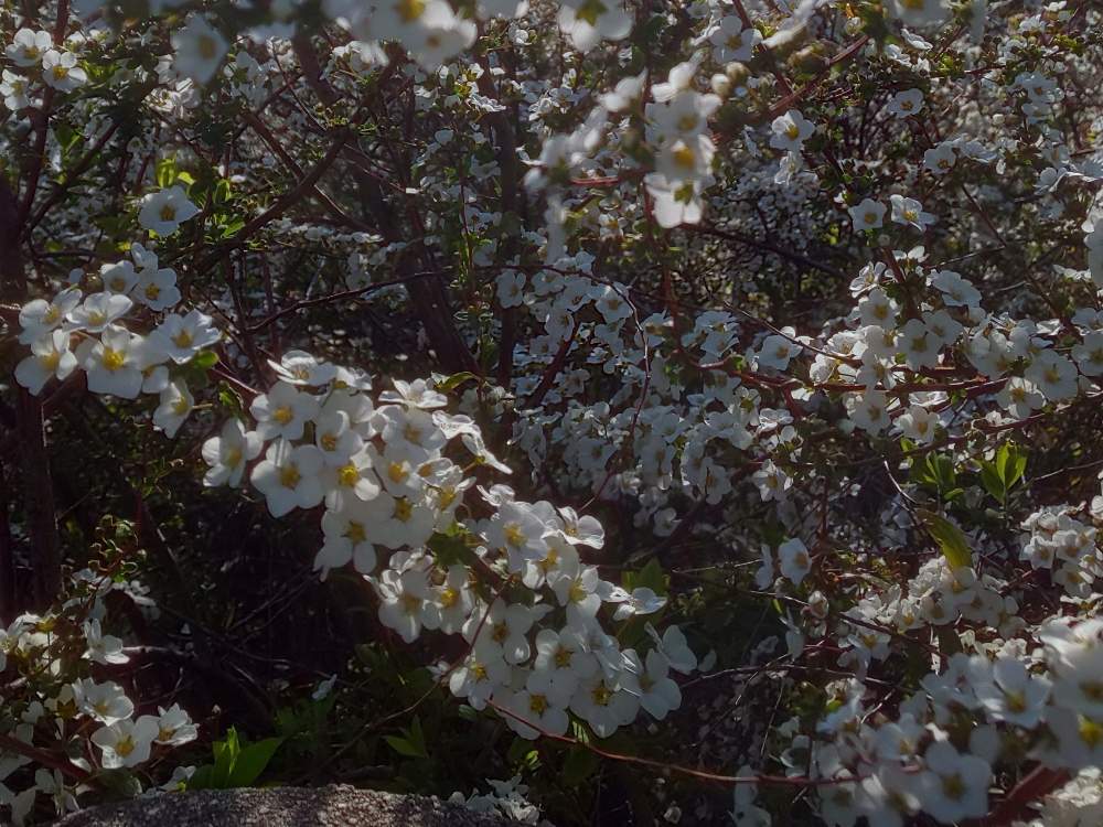 ユキヤナギの投稿画像 By 生き物好きさん コゴメバナとバラ科と公園の花とバラ目と白い花 月4月29日 Greensnap グリーンスナップ