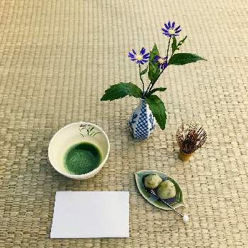 お抹茶の画像 by りえんぬさん | ミヤコワスレとヨモギと茶花とお庭でお茶と野点とお抹茶