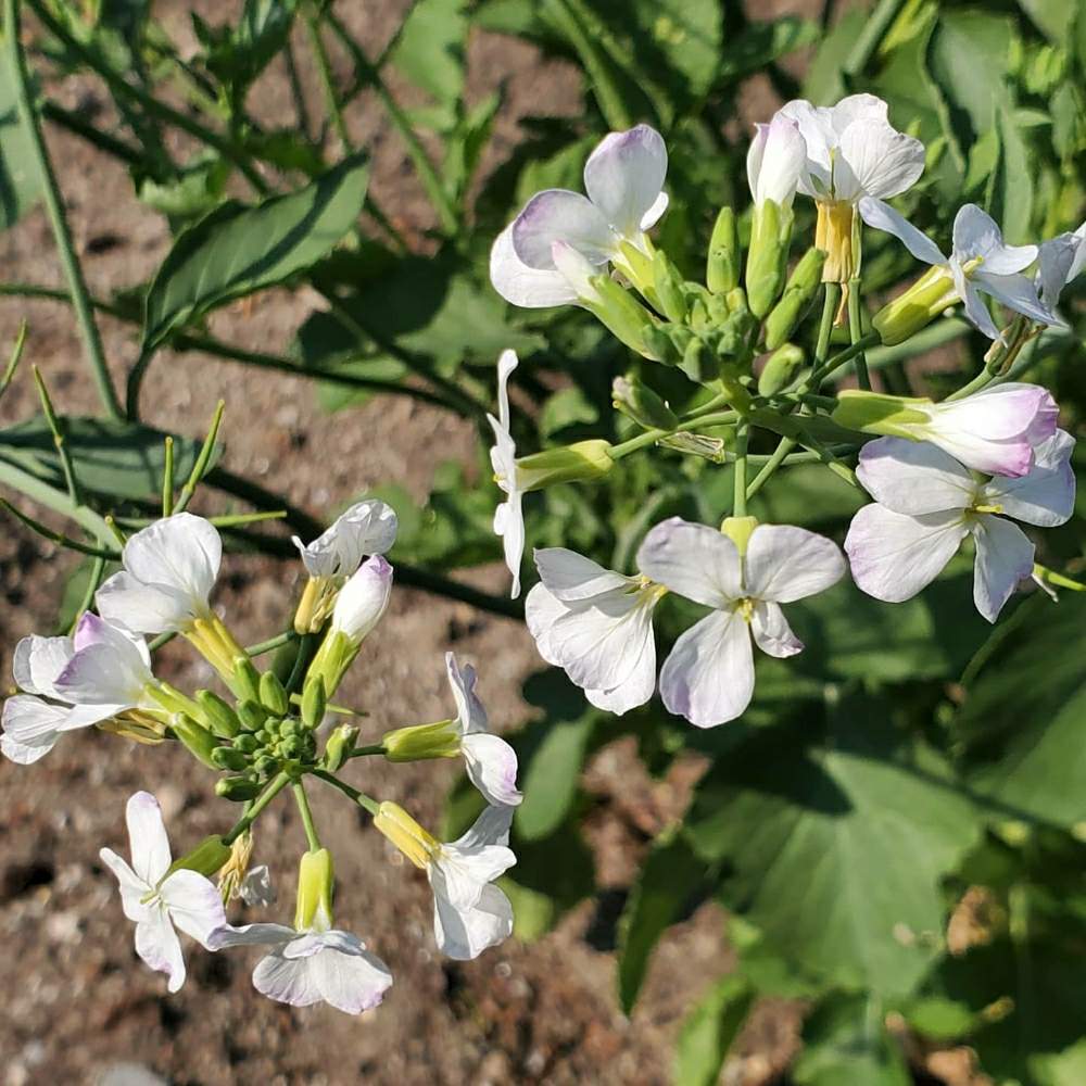 大根の投稿画像 By みたきさん お出かけ先と花のある暮らしと花のある暮らし 月4月29日 Greensnap グリーンスナップ Greensnap グリーンスナップ