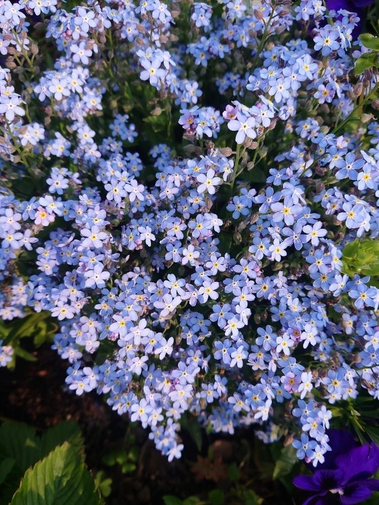 ワスレナグサの投稿画像 By はなちゃんさん 月4月29日 Greensnap グリーンスナップ Greensnap グリーンスナップ