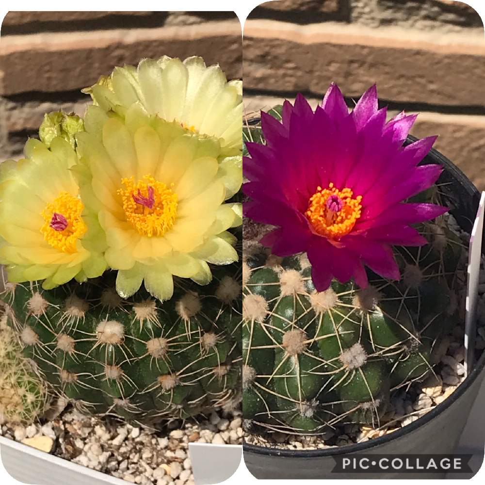 ノトカクタス属 すみれ丸の投稿画像 By ｎｏａさん サボテン女子とサボテン生活とサボテンの花の蕾とサボテン大好き倶楽部とサボテンの花とノトカクタス属 すみれ丸とサボテン女子とサボテン生活とサボテンの花の蕾とサボテン大好き倶楽部とサボテンの花 月4月29日