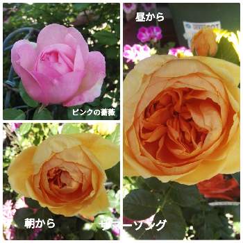 薔薇サマーソングの画像 by メリーさん | 小さな庭とピンクの薔薇とおうち園芸と鉢植えと小さい花壇と花のある暮らしと狭い花壇と地植えと薔薇サマーソング