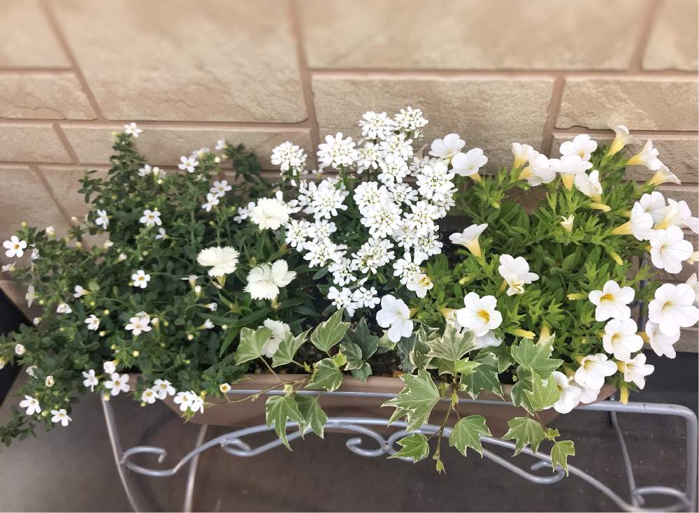 イベリスの投稿画像 By たかりなさん カリブラコアとバコパとトコナツナデシコとへデラと寄せ植えとお花の寄せ植えと白の花と白の寄せ植え 月4月29日 Greensnap グリーンスナップ