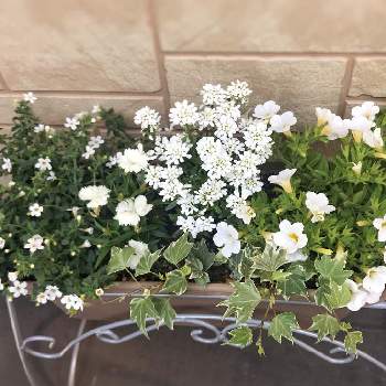 トコナツナデシコの画像 by たかりなさん | バルコニー/ベランダとイベリスとカリブラコアとバコパとトコナツナデシコとへデラと寄せ植えとお花の寄せ植えと白の花と白の寄せ植え