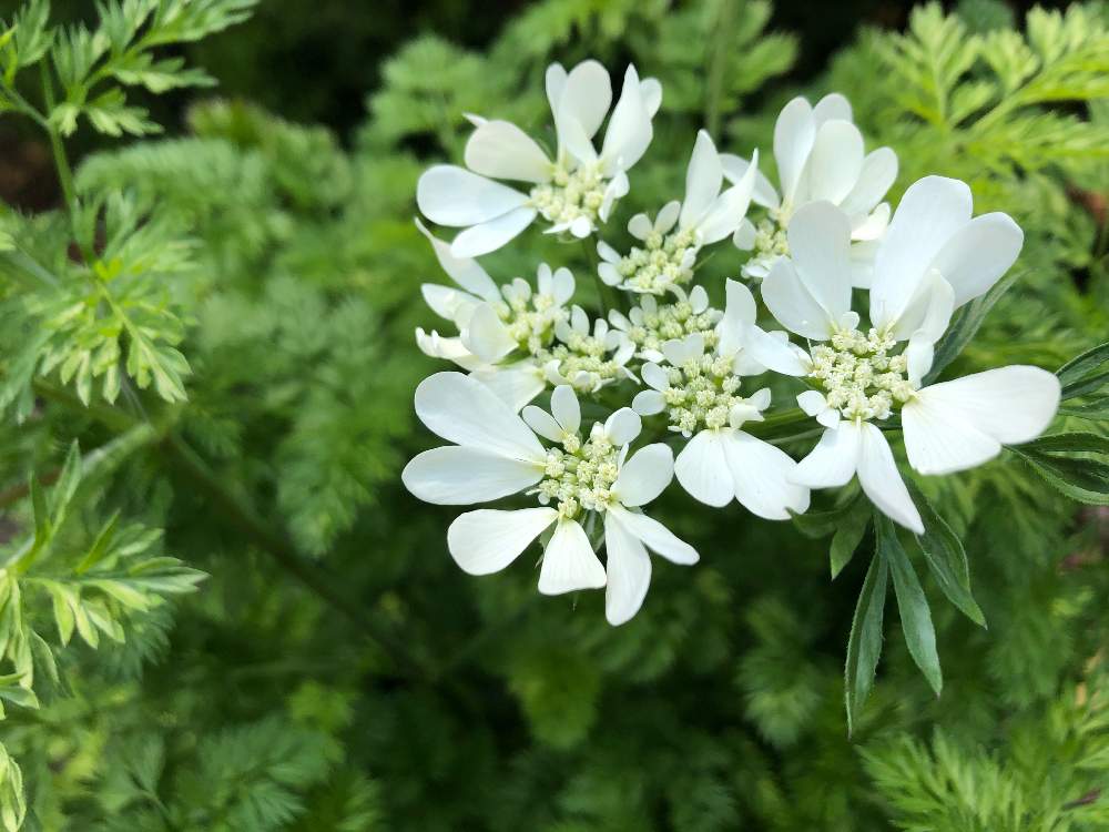 オルレアの投稿画像 By ピノコさん 白い花とセリ科と港の見える丘公園と葉x 月4月29日 Greensnap グリーンスナップ