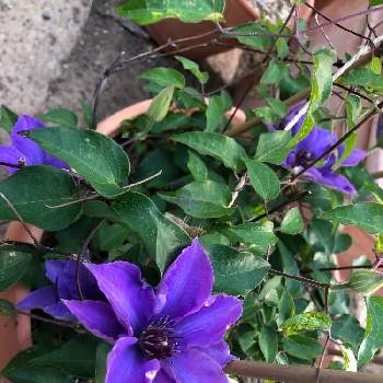 クレマチス ミゼットブルーの投稿画像一覧 Greensnap グリーンスナップ