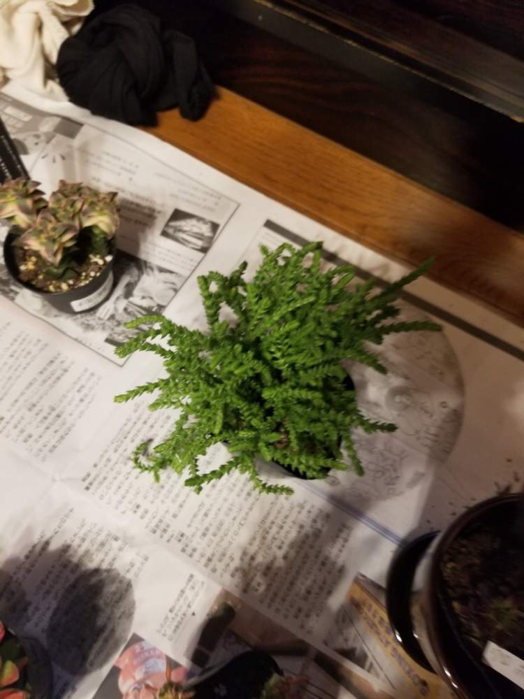 くわさんの投稿画像 月4月29日 Greensnap グリーンスナップ