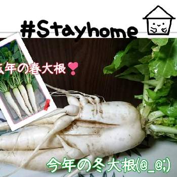 冬野菜 大根の投稿画像一覧 Greensnap グリーンスナップ