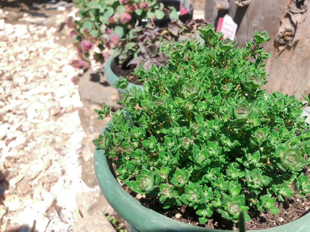 タイムの投稿画像 By あいすさん クリーピング タイムとハーブガーデンとおうち園芸とハーブとハーブのある暮らしとガーデニング 月4月29日 Greensnap グリーンスナップ