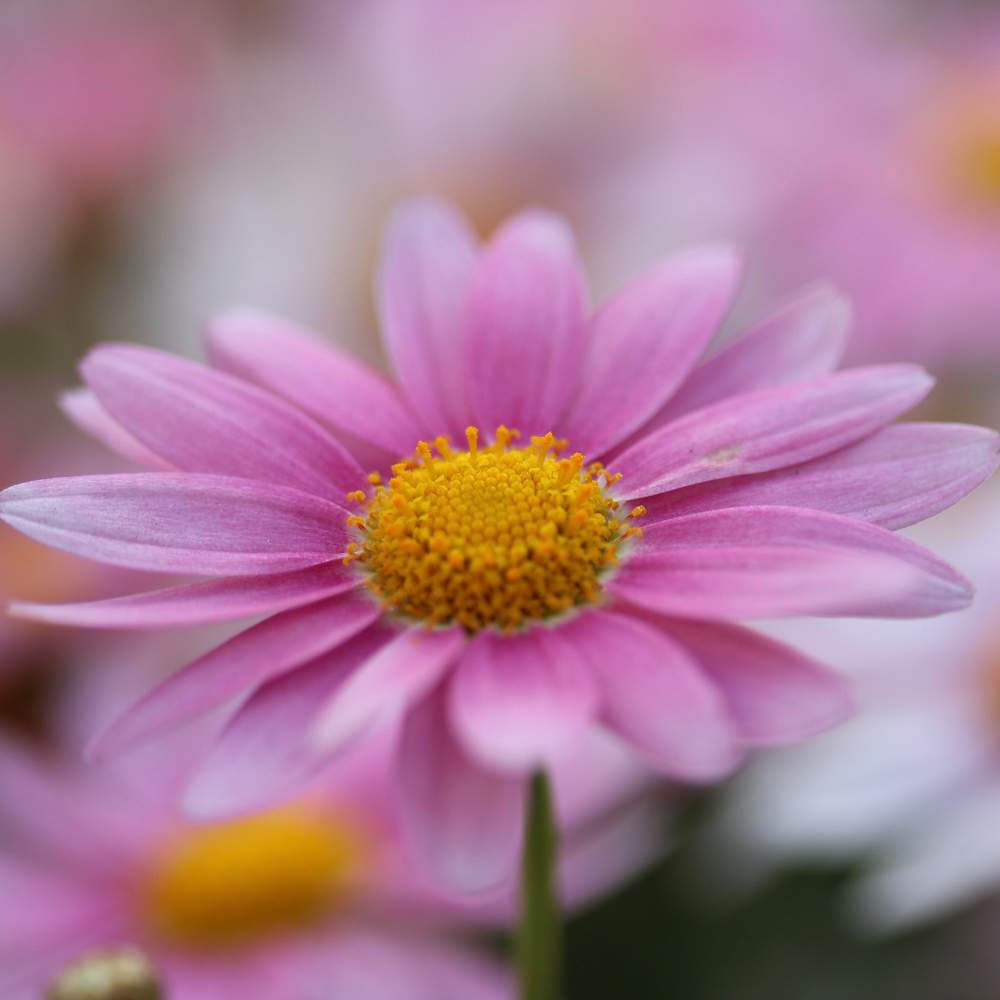 マーガレット モリンバ ミニピンクの投稿画像 By リッキーさん Canon 月4月29日 Greensnap グリーンスナップ