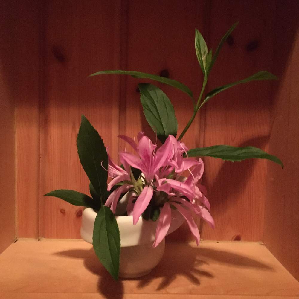 ツツジの投稿画像 By いち花の庭さん お庭のお花を飾るとおうち園芸 月4月29日 Greensnap グリーンスナップ