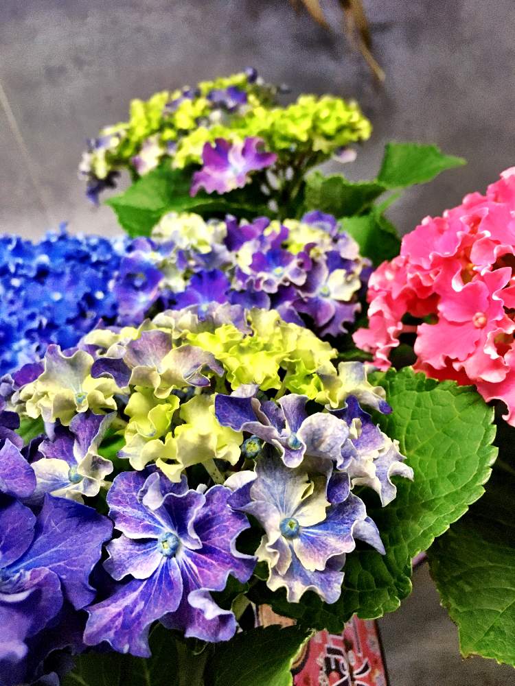 岡山市の投稿画像 By 花つづり Nodokaさん 移動販売とフラワーショップと紫陽花 Hbaカーリースパークルとイベント出店と耐暑性とハイドランジア とアジサイ 紫陽花と耐寒性 月4月29日 Greensnap グリーンスナップ