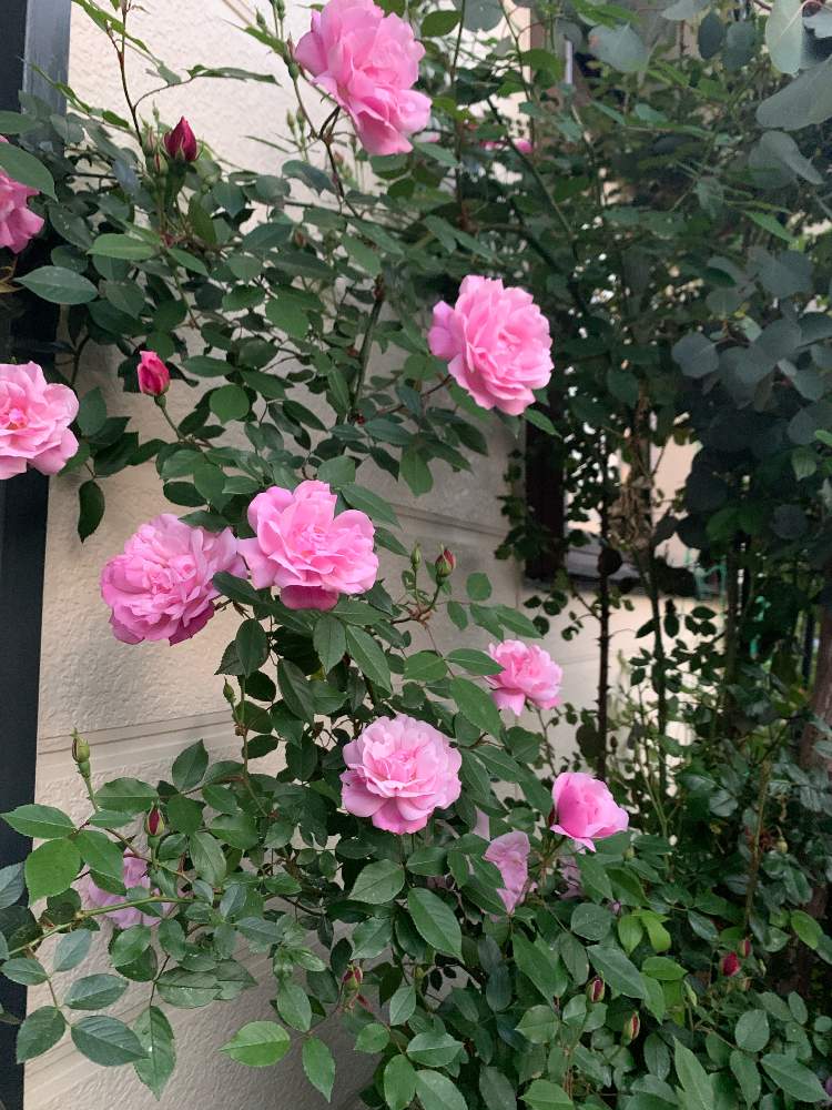 バラ オールドローズの投稿画像 By Mashpotaoさん ばら バラ 薔薇とバラ チャイナローズとオールドブラッシュチャイナローズと花のある暮らしとおうち園芸 月4月30日 Greensnap グリーンスナップ