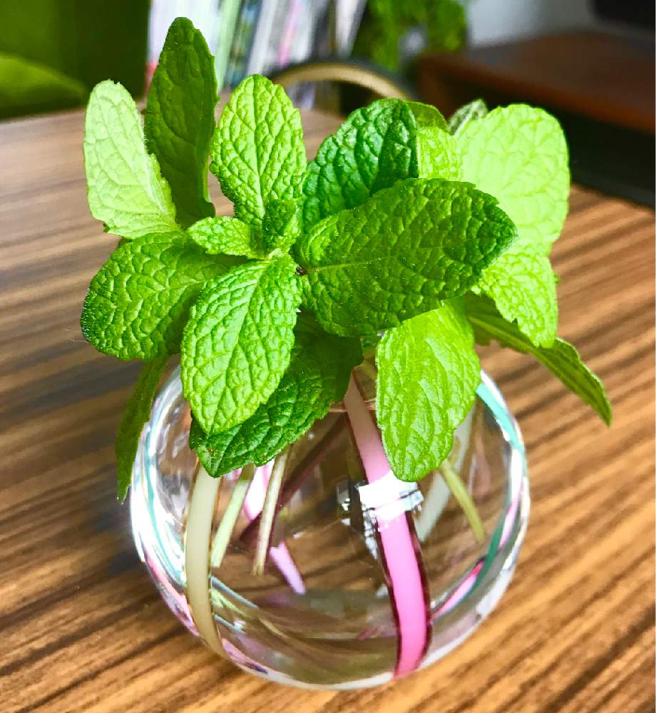 アップルミントの投稿画像 By Nyaonyaosanさん インドアグリーンとエメラルドグリーン と観葉植物とグリーンインテリアと部屋の中と葉っぱ ツヤツヤとはっぱと葉っぱのある暮らしとおうち園芸とみどりとgreensnapmarcheと葉っぱアートとgreen Up と新芽とインテリア