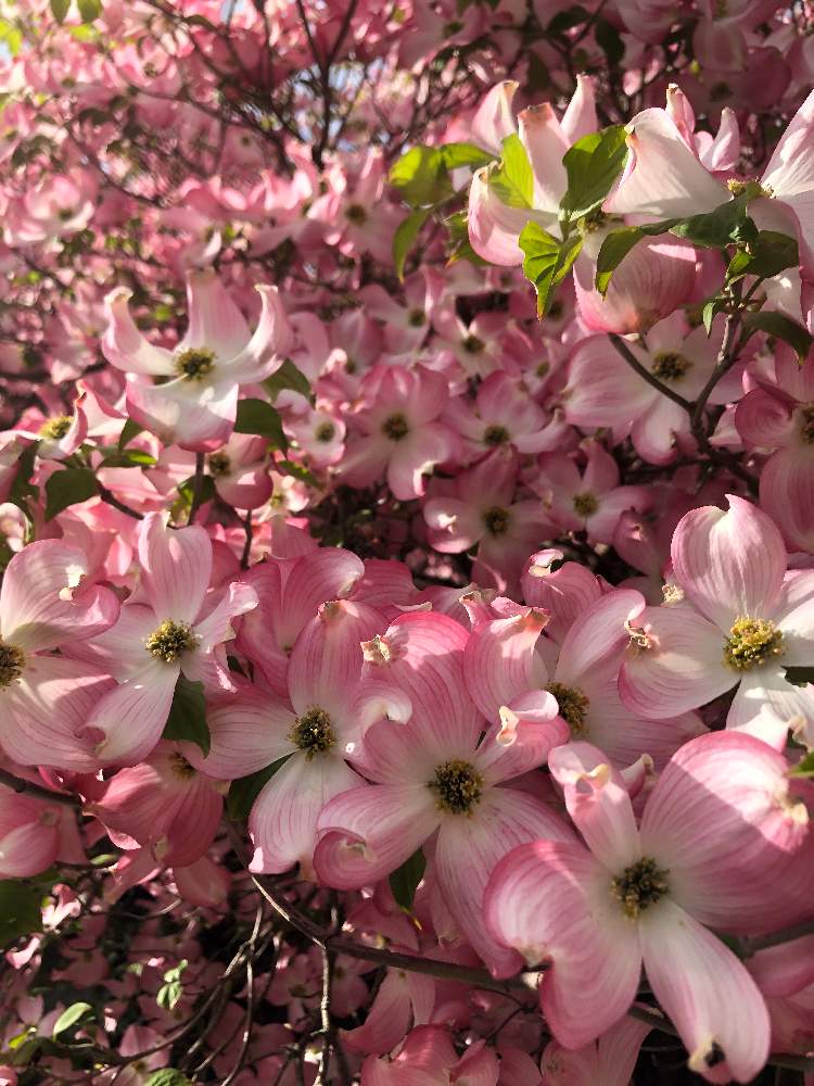 花水木 はなみずき ピンク色の投稿画像 By ブルーメンさん 月4月30日 Greensnap グリーンスナップ