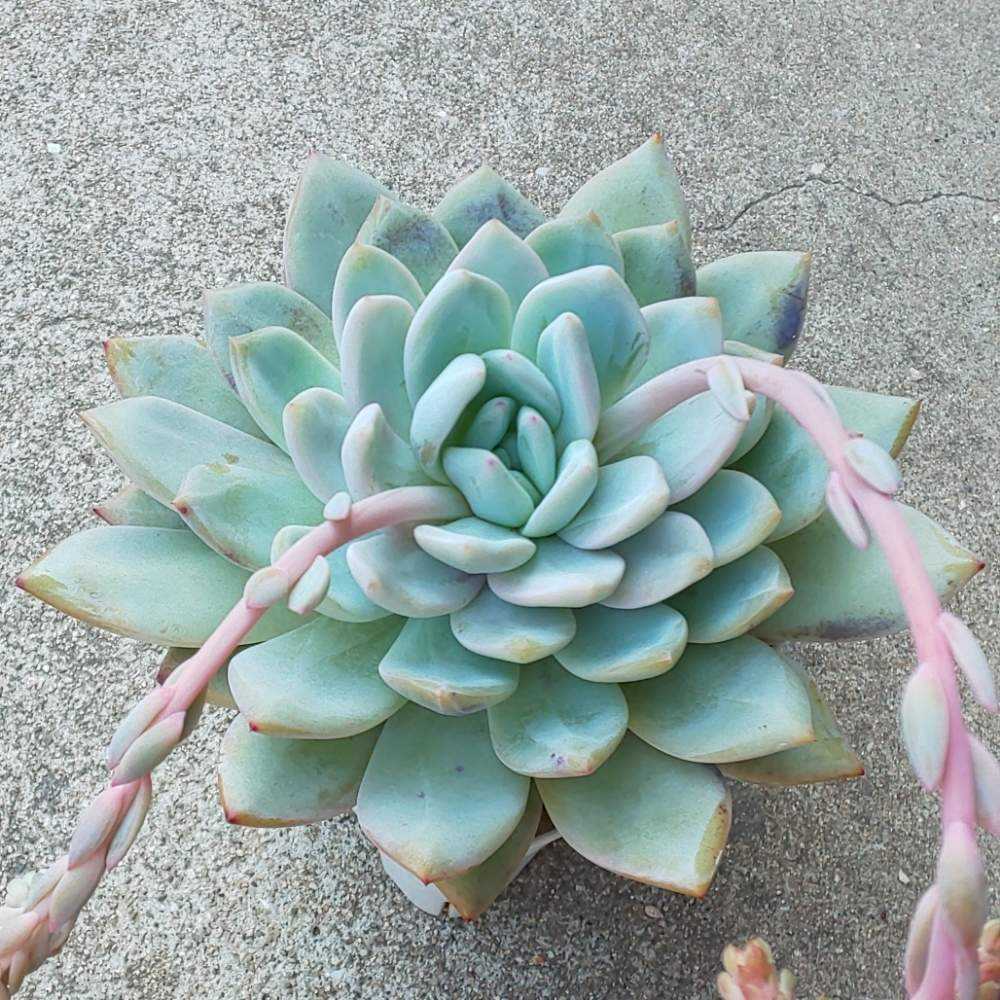 138 ソンヨウンの生長記録 2022.05.15更新｜🍀GreenSnap（グリーン