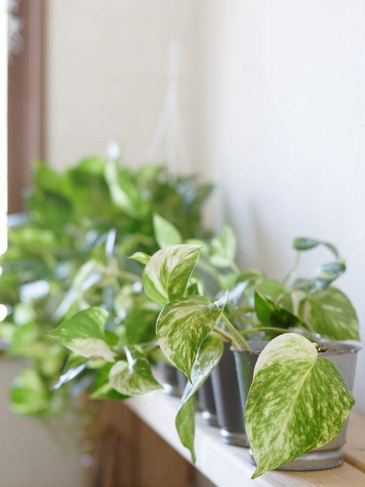 ポトスの投稿画像 By 1 5龍聖さん 観葉植物と花のある暮らし 月4月30日 Greensnap グリーンスナップ