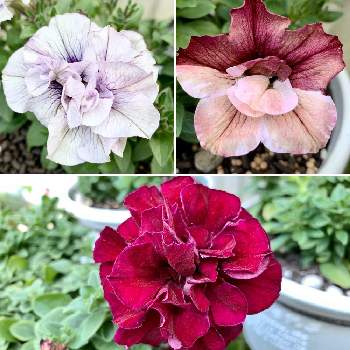 ペチュニアの投稿画像一覧 Greensnap グリーンスナップ