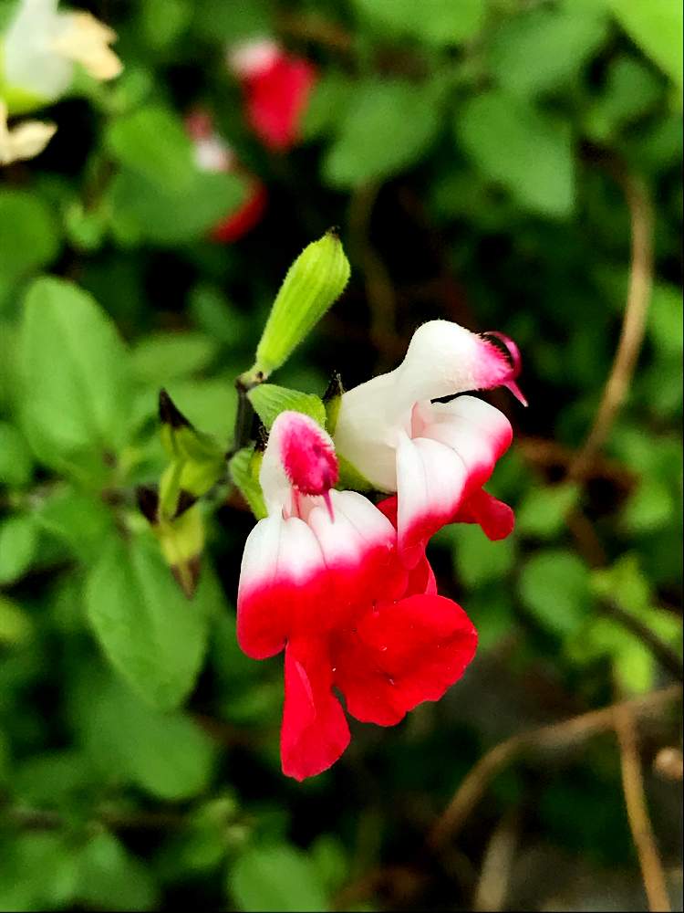 チェリーセージ ホットリップスの投稿画像 By モモさん かわいいとお花と花が好きとさんぽ道 月4月30日 Greensnap グリーンスナップ