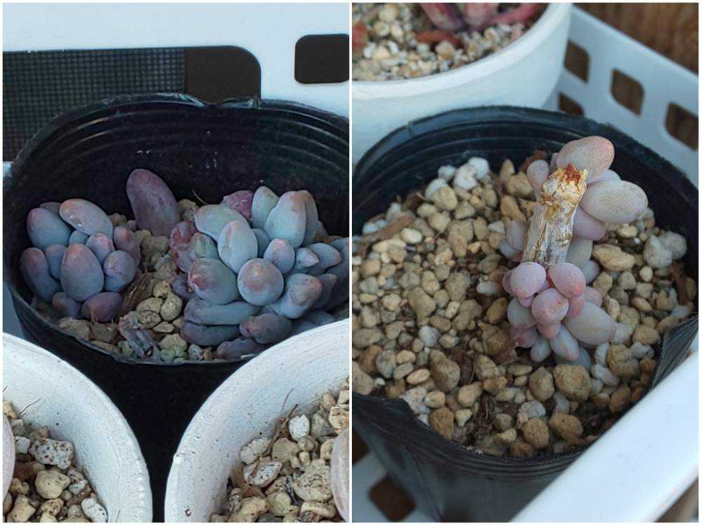 329 ベビーフィンガーの生長記録 2022.05.22更新｜🍀GreenSnap