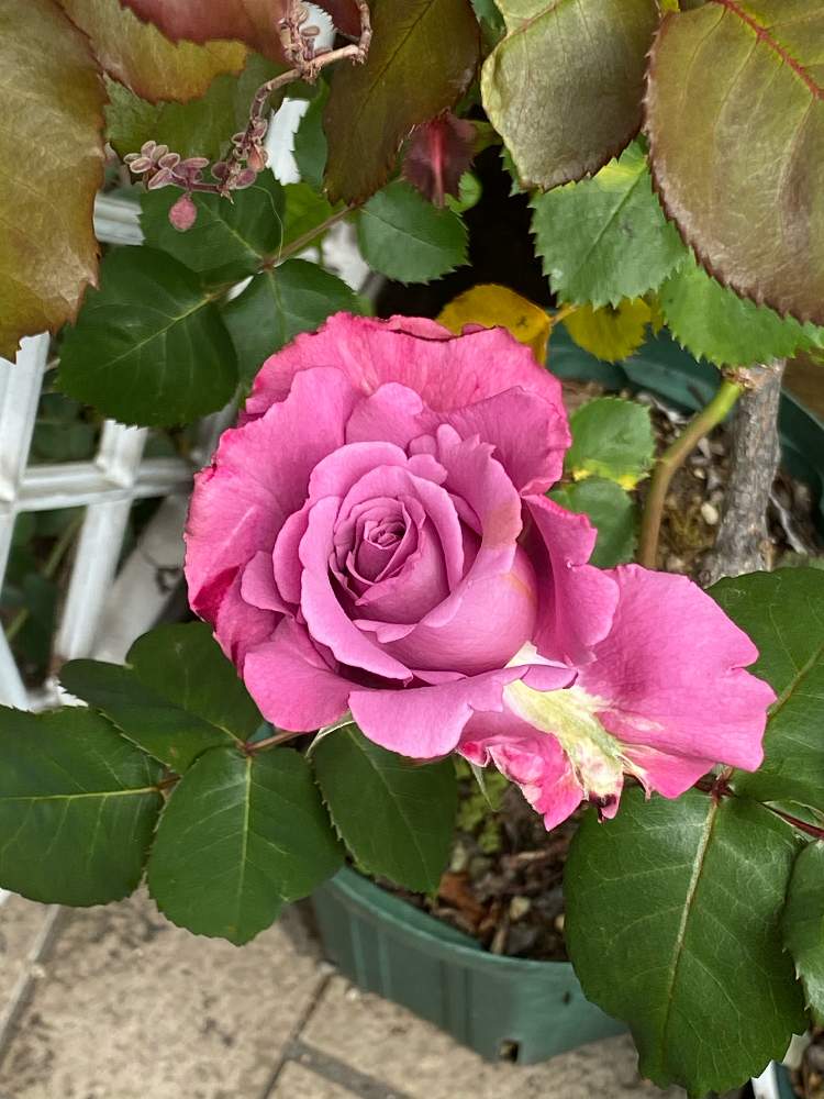 エンジェルフェイスの投稿画像 By さびちゃねこさん マイ コレクションとばら バラ 薔薇とグリーンのある暮らしと薔薇 愛同盟とステキ と嬉しいとおうち園芸とバラ 鉢植えと花のある暮らしとバラ ミニバラと植物マニアとまた咲いた と紫の薔薇 月4月30日
