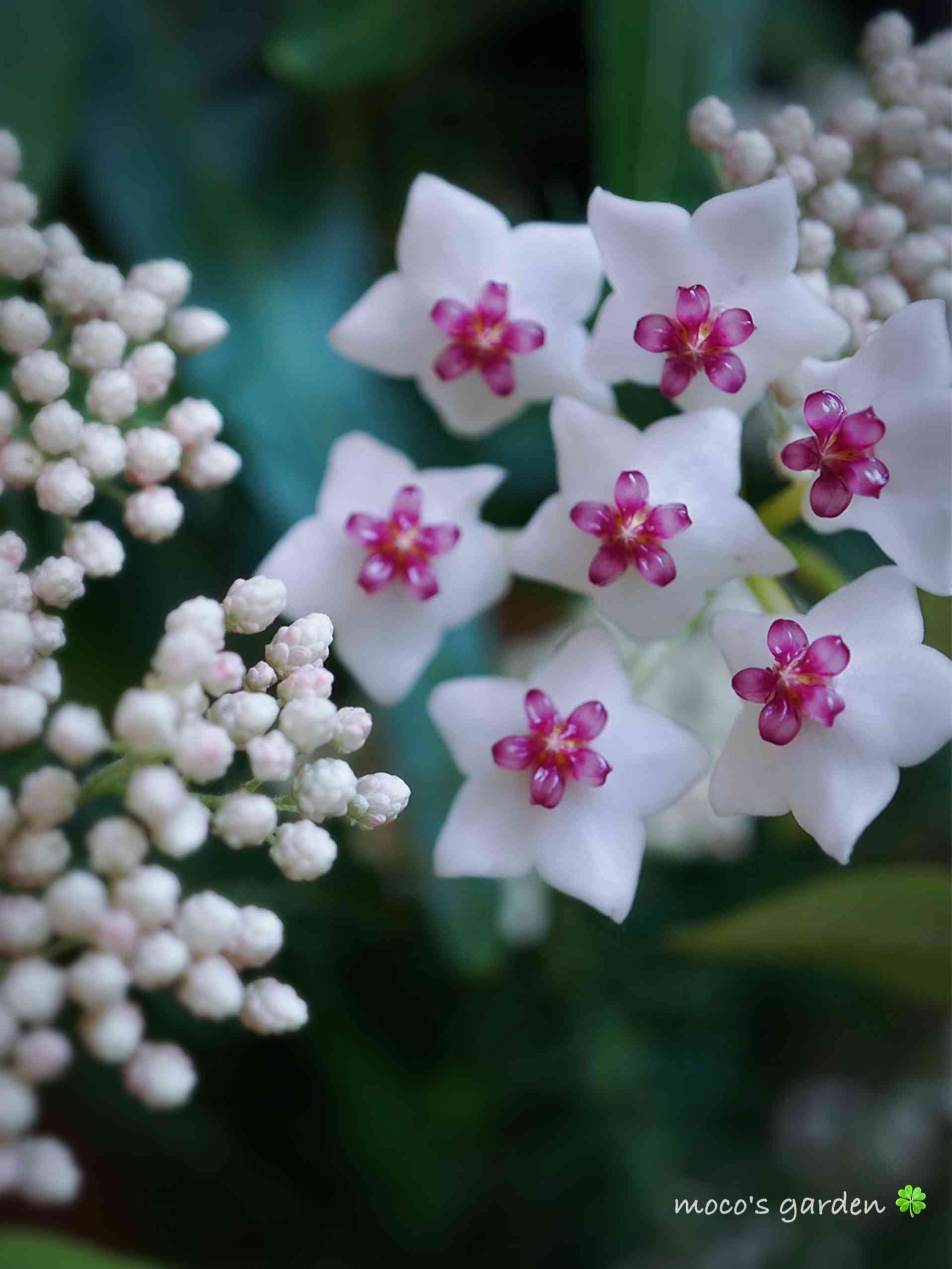 608＊ 斑入り ＊ ホヤ ＊ ベラ ＊ セブンスター - 植物/観葉植物