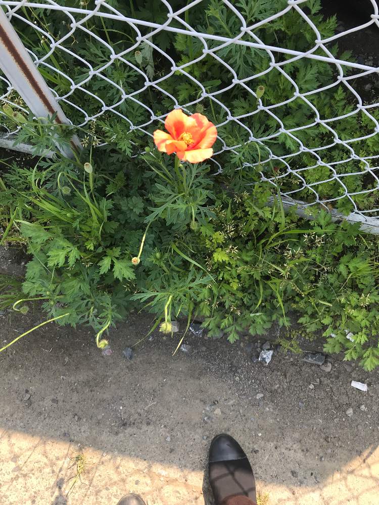 ぶたみんさんの投稿画像 月4月30日 Greensnap グリーンスナップ