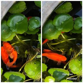 金魚鉢の画像 by やっちゃんさん | 玄関とウォーターマッシュルームとiPhone撮影と金魚鉢