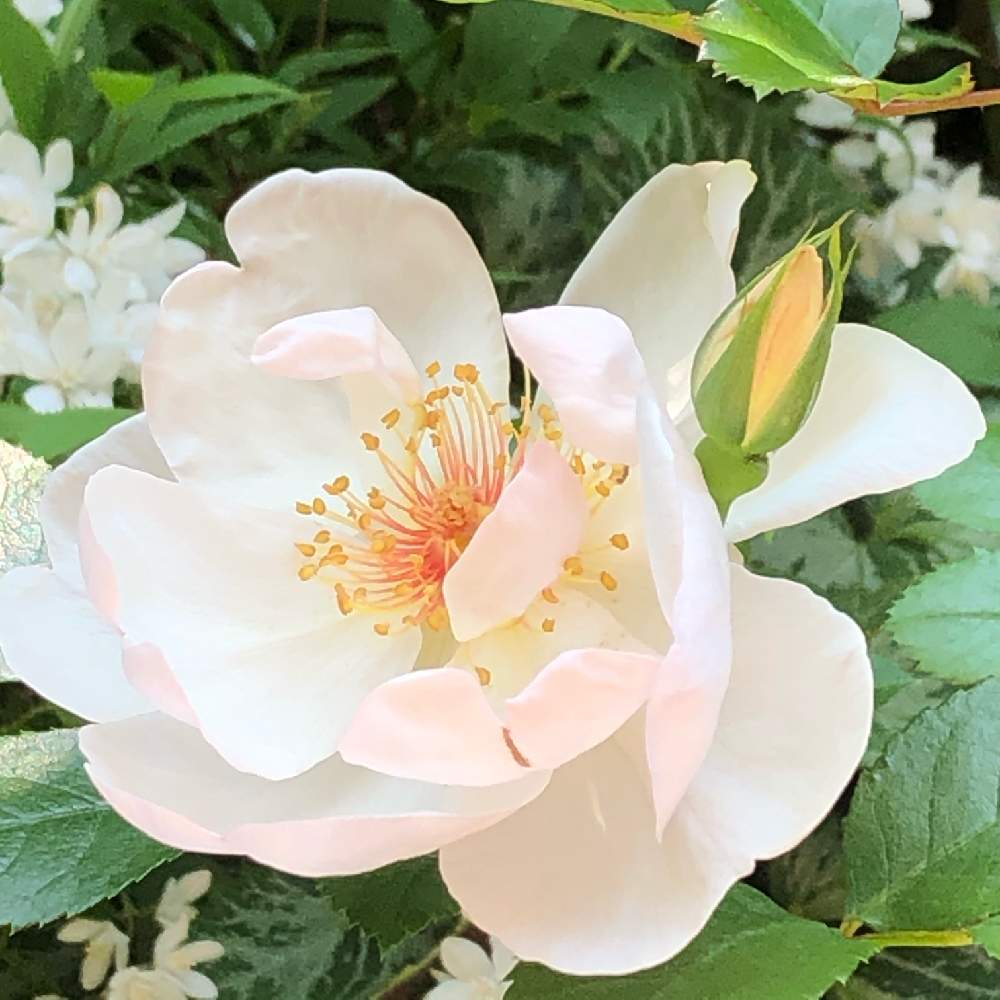 Stay Homeの投稿画像 By ぽぬさん こんな時こそ花をと今朝の庭と花のある暮らしと薔薇 とバラ ジャクリーヌ デュプレ 月4月30日 Greensnap グリーンスナップ
