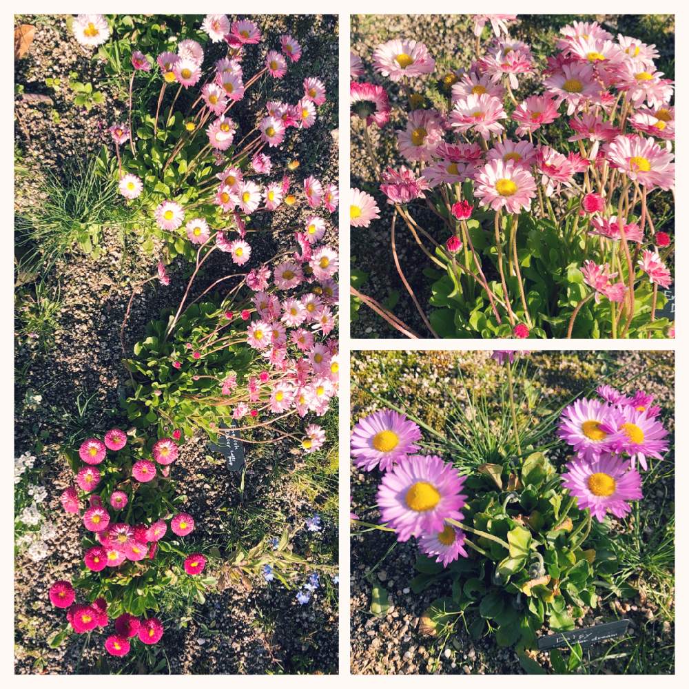 デージー ラベンダードリームの投稿画像 By ポコちゃんさん イングリッシュデージー ロリポップ 月4月30日 Greensnap グリーンスナップ Greensnap グリーンスナップ