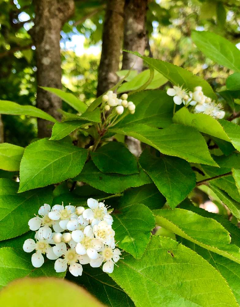 カマツカの投稿画像 By ちょこ さん 白い花と小さい花と木に咲く花 月4月30日 Greensnap グリーンスナップ