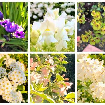 バビアナの花の画像 by 3710さん | 小さな庭とバビアナとユーフォルビア属ときんぎょそうとひめうつぎとにしきうつぎと小手毬（こでまり）と花のある暮らしと今朝の庭。とバビアナの花