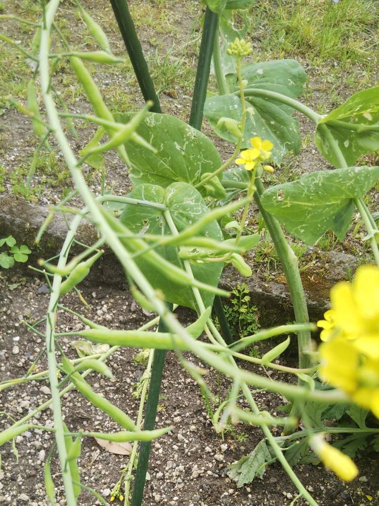 白菜の菜の花の投稿画像 By Beautiful Treeさん 種 たね タネと畑とお野菜と家庭菜園とおうちde菜園と鹿児島県とほっこり とはるが来た と癒されると黄色の花と可愛いと自己流 達成感が大事 自己満足と家庭菜園奮闘日記といやし とお野菜と家庭菜園とおうちde菜園と