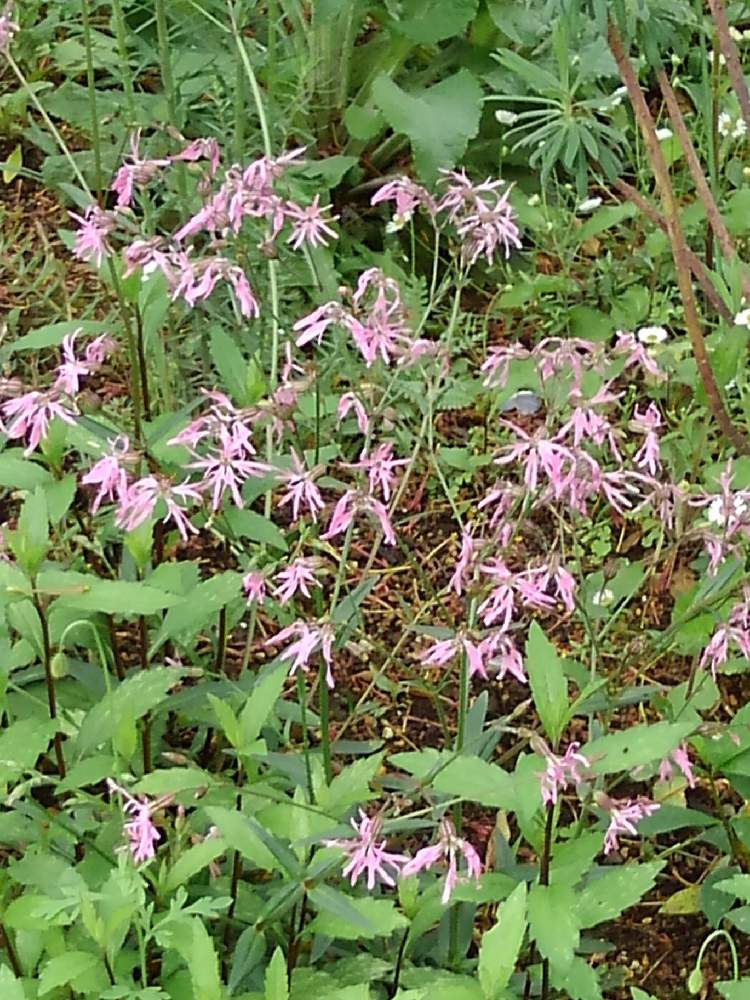 リクニス フロスククリの投稿画像 By てんもくさん 月4月30日 Greensnap グリーンスナップ