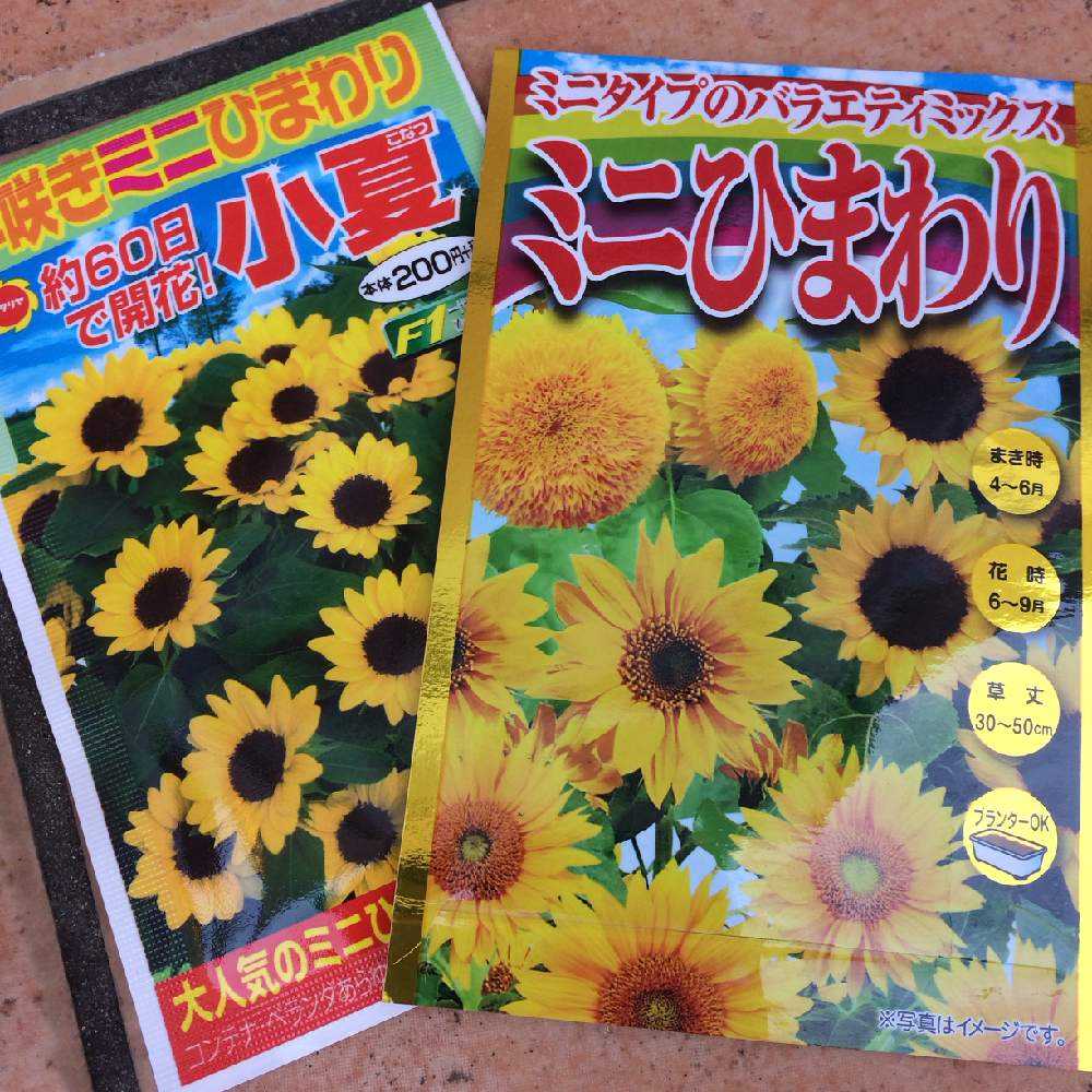 ポインセチア様専用」ひまわり植木鉢 ワスレナグサ植木鉢
